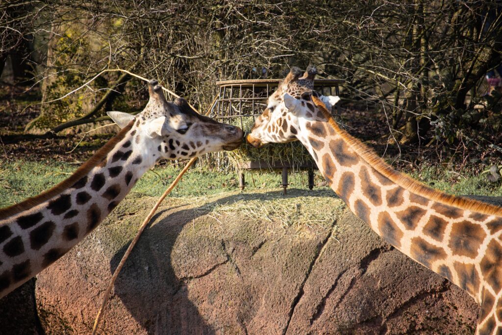 Plan The Perfect Day At Chester Zoo
